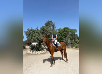 Spanish Sporthorse, Mare, 15 years, 16 hh, Chestnut-Red