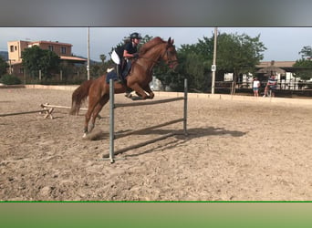 Spanish Sporthorse, Mare, 15 years, 16 hh, Chestnut-Red