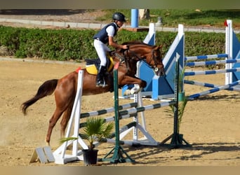 Spanish Sporthorse, Mare, 15 years, 16,1 hh, Chestnut-Red