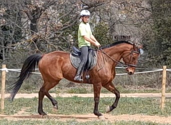 Spanish Sporthorse, Mare, 15 years, 16,3 hh, Brown