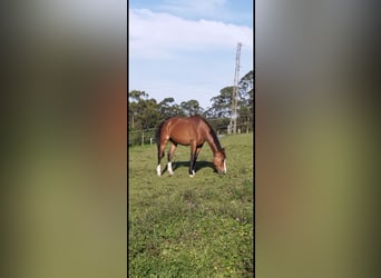 Spanish Sporthorse, Mare, 15 years, Brown