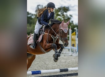 Spanish Sporthorse, Mare, 16 years, 15.2 hh, Brown