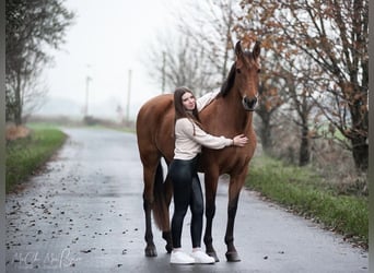 Spanish Sporthorse, Mare, 16 years, 15,1 hh, Brown