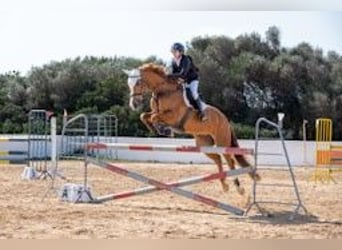 Spanish Sporthorse, Mare, 16 years, Chestnut-Red