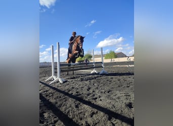 Spanish Sporthorse Mix, Mare, 17 years, 16 hh, Brown