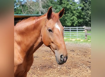 Spanish Sporthorse Mix, Mare, 17 years, 16 hh, Chestnut-Red