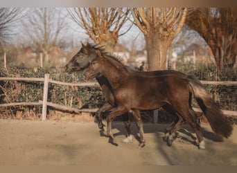 Spanish Sporthorse, Mare, 1 year, 14.2 hh, Black