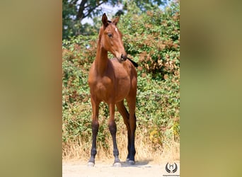 Spanish Sporthorse, Mare, 1 year, 14.2 hh, Brown