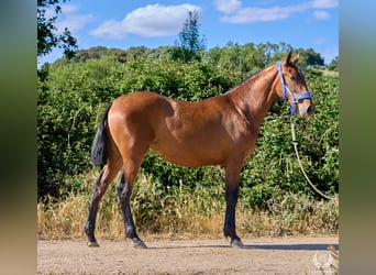 Spanish Sporthorse, Mare, 1 year, 14.2 hh, Brown