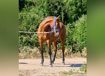 Spanish Sporthorse, Mare, 1 year, 14.2 hh, Brown