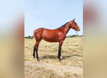 Spanish Sporthorse, Mare, 1 year, 14.2 hh, Brown