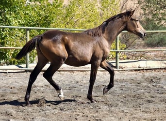 Spanisches Sportpferd, Stute, 1 Jahr, 14,2 hh, Falbe