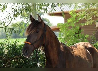 Spanish Sporthorse, Mare, 1 year, 14.3 hh, Black