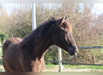 Spanish Sporthorse, Mare, 1 year, 14,2 hh, Black