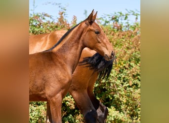 Spanish Sporthorse, Mare, 1 year, 14,2 hh, Brown