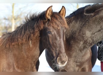 Spanish Sporthorse, Mare, 1 year, 14,3 hh, Black