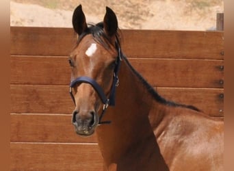 Spanish Sporthorse, Mare, 1 year, Brown