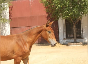 Spanish Sporthorse, Mare, 1 year, Brown-Light