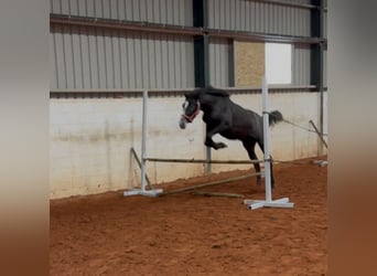 Spanish Sporthorse, Mare, 1 year, Gray