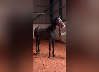 Spanish Sporthorse, Mare, 1 year, Gray