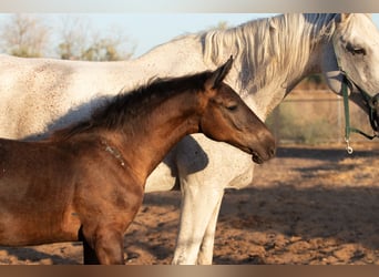 Spanish Sporthorse, Mare, 1 year