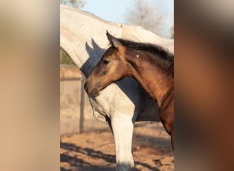 Spanish Sporthorse, Mare, 1 year