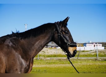 Spanish Sporthorse, Mare, 22 years, 17,2 hh, Brown