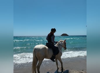 Spanish Sporthorse, Mare, 24 years, 16 hh, White