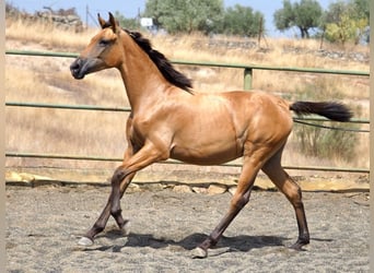 Spanish Sporthorse, Mare, 2 years, 15.2 hh, Dun