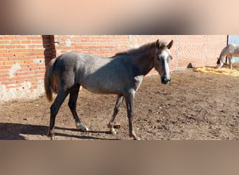 Spanish Sporthorse, Mare, 2 years, 15.2 hh, Gray-Red-Tan