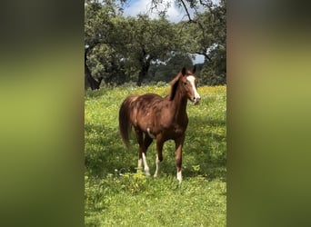Spanish Sporthorse, Mare, 2 years, 15,2 hh, Chestnut-Red