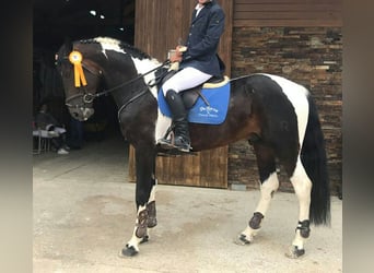 Spanish Sporthorse, Mare, 2 years, 16,2 hh, Pinto