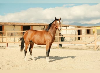 Spanish Sporthorse, Mare, 2 years, Brown