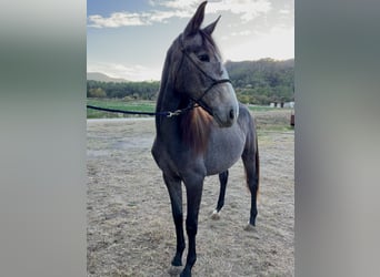 Spanish Sporthorse, Mare, 2 years, Gray