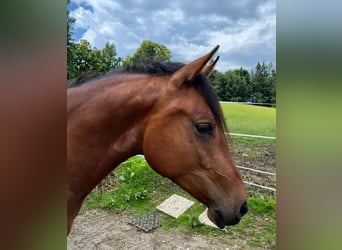 Spanish Sporthorse, Mare, 3 years, 15,1 hh, Dun