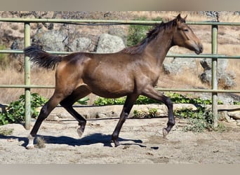 Spanish Sporthorse, Mare, 3 years, 15.2 hh, Dun
