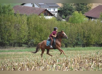 Spanish Sporthorse, Mare, 3 years, 15 hh, Chestnut