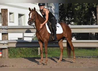 Spanish Sporthorse, Mare, 3 years, 15 hh, Chestnut