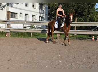 Spanish Sporthorse, Mare, 3 years, 15 hh, Chestnut