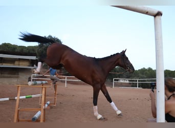 Spanish Sporthorse Mix, Mare, 3 years, 16.1 hh, Brown
