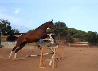 Spanish Sporthorse Mix, Mare, 3 years, 16.1 hh, Brown