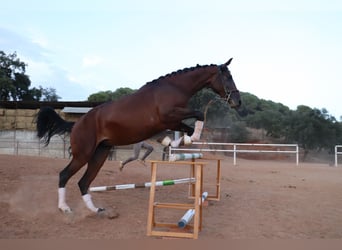 Spanish Sporthorse Mix, Mare, 3 years, 16.1 hh, Brown