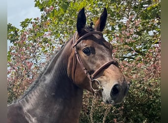 Spanish Sporthorse, Mare, 3 years, 16.2 hh, Brown
