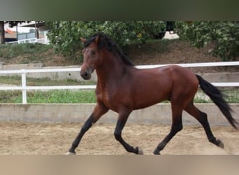 Spanish Sporthorse Mix, Mare, 3 years, 16 hh, Brown Falb mold