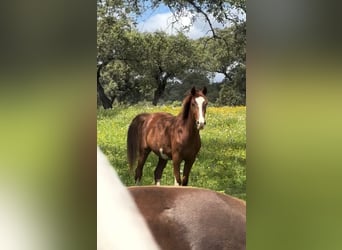 Spanish Sporthorse, Mare, 3 years, 16 hh, Chestnut-Red