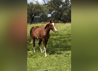 Spanish Sporthorse, Mare, 3 years, 16 hh, Chestnut-Red