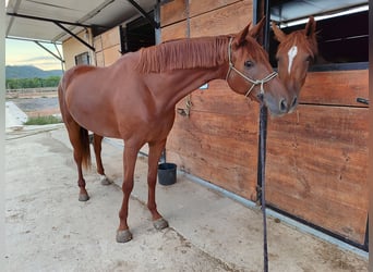 Spanish Sporthorse, Mare, 3 years, 16 hh, Chestnut-Red