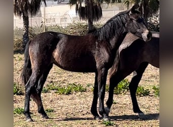 Spanish Sporthorse, Mare, 3 years, 16 hh, Gray