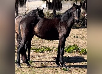 Spanish Sporthorse, Mare, 3 years, 16 hh, Gray