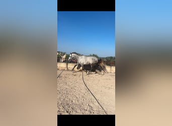 Spanish Sporthorse, Mare, 3 years, 16 hh, Grey
